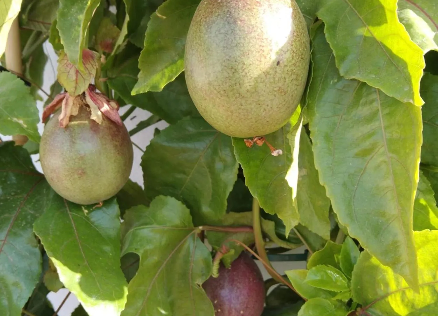 B&B La Granadilla Cónchar Alojamento de Acomodação e Pequeno-almoço